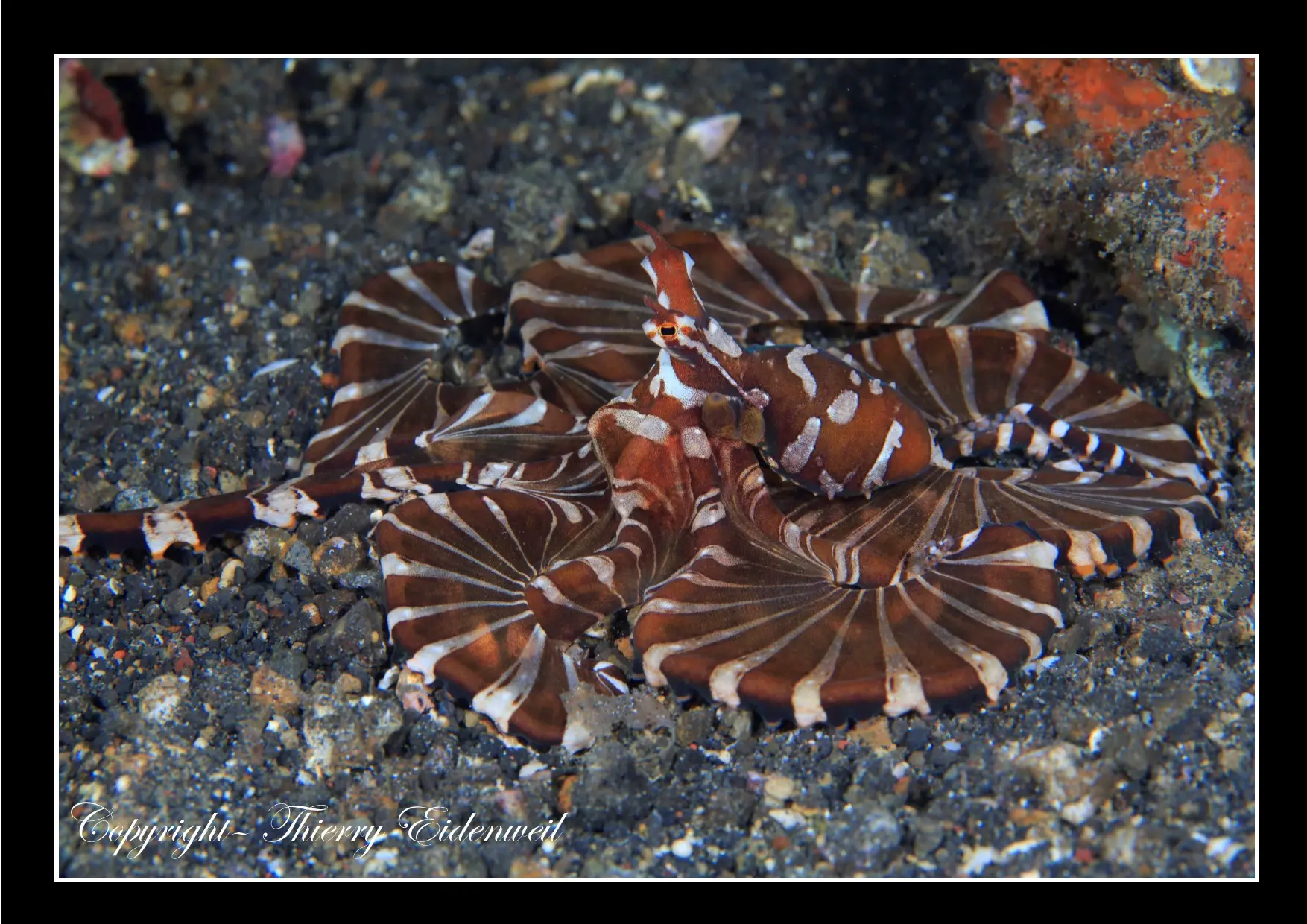 Anilao Macro Dive Media Highlight
